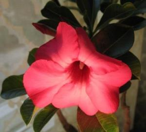 Akulina-adenium_IMG_3009.JPG