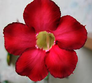 Akulina-adenium_4342.jpg