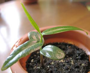 Brachychiton-rupestris_4401.jpg