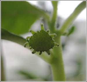 Dorstenia-hildebrandtii_4659.jpg