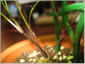 Akulina--dioscorea_5019.jpg