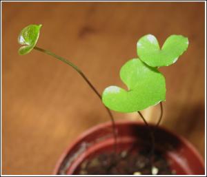 Akulina-dioscorea_4989.jpg