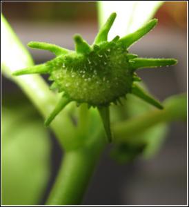 Dorstenia-hildebrandtii_507.jpg