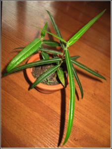 brachychiton-rupestris_5078.jpg