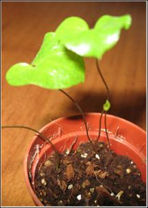 Dioscorea-hemicrypta_5076.jpg