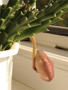 stapelia_tzvet_02.jpg