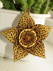 stapelia_tzvet_08.jpg