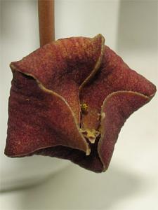 stapelia_tzvet_11.jpg