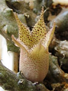 natali_Stapelianthus.jpg