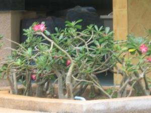 IMG_0829_1.JPG