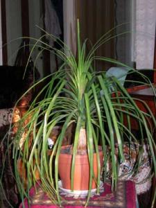 1DSCN0767.jpg