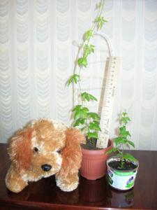 stDSCN2012.jpg