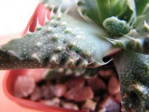 faucaria.jpg