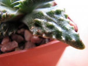 faucaria1.jpg