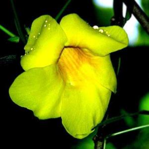 Allamanda_cathartica.jpg