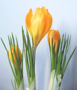 irena_crocus1.jpg