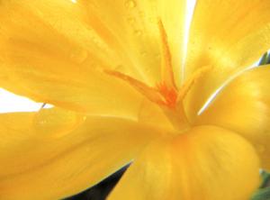 irena_crocus3.jpg