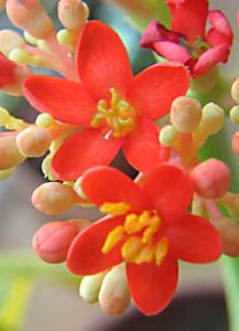 irena_jatropha_cv1.jpg