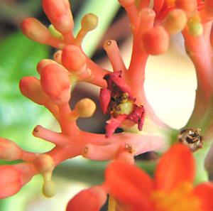 irena_jatropha_seeds1.jpg