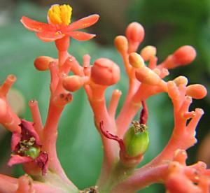 irena_jatropha_jagoda.jpg