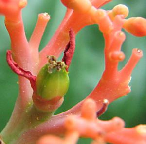 irena_jatropha_jagoda1.jpg