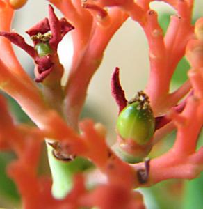 irena_jatropha_jagoda2.jpg