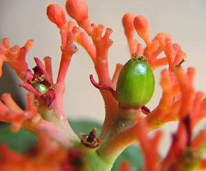 irena_jatropha_jagoda3.jpg