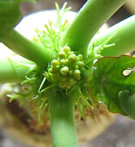 irena_jatropha_cvetonos.jpg