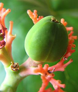 irena_jatropha_jagoda4.jpg