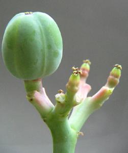 irena_jatropha_jagoda5.jpg