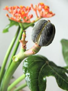 irena_jatropha_end.jpg