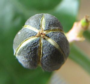 irena_jatropha_end1.jpg