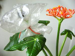 irena_jatropha_end2.jpg