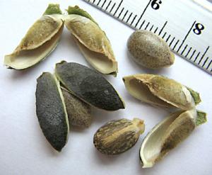 irena_jatropha_end3.jpg
