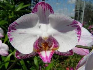 Dtps.MinhoPrincessWatercolorArtist1.jpg
