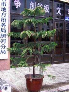 IMG_4833aaa.jpg