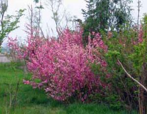 IMG_4857aa.jpg