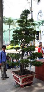 IMG_dr3635.jpg