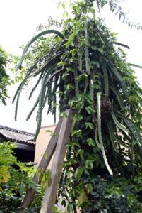 IMG_dr3690.jpg