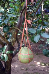 IMG_dr3692.jpg
