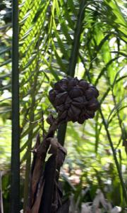 IMG_dr3704.jpg