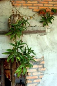 IMG_dr3868.jpg
