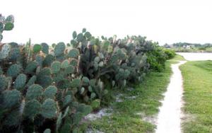 IMG_dr3804.jpg