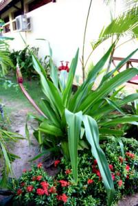 IMG_dr3898.jpg