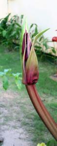 IMG_dr3899.jpg