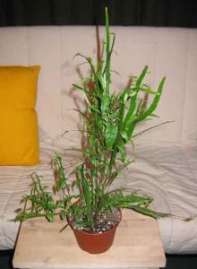Daene_Img_1328.jpg