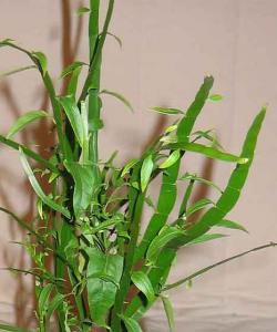 Daene_Img_1328A.jpg