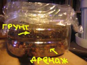 Daene_Img_1454.jpg