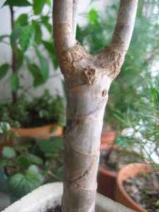 Daene_IMG_1469.jpg