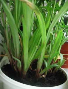 Daene_IMG_1952.jpg